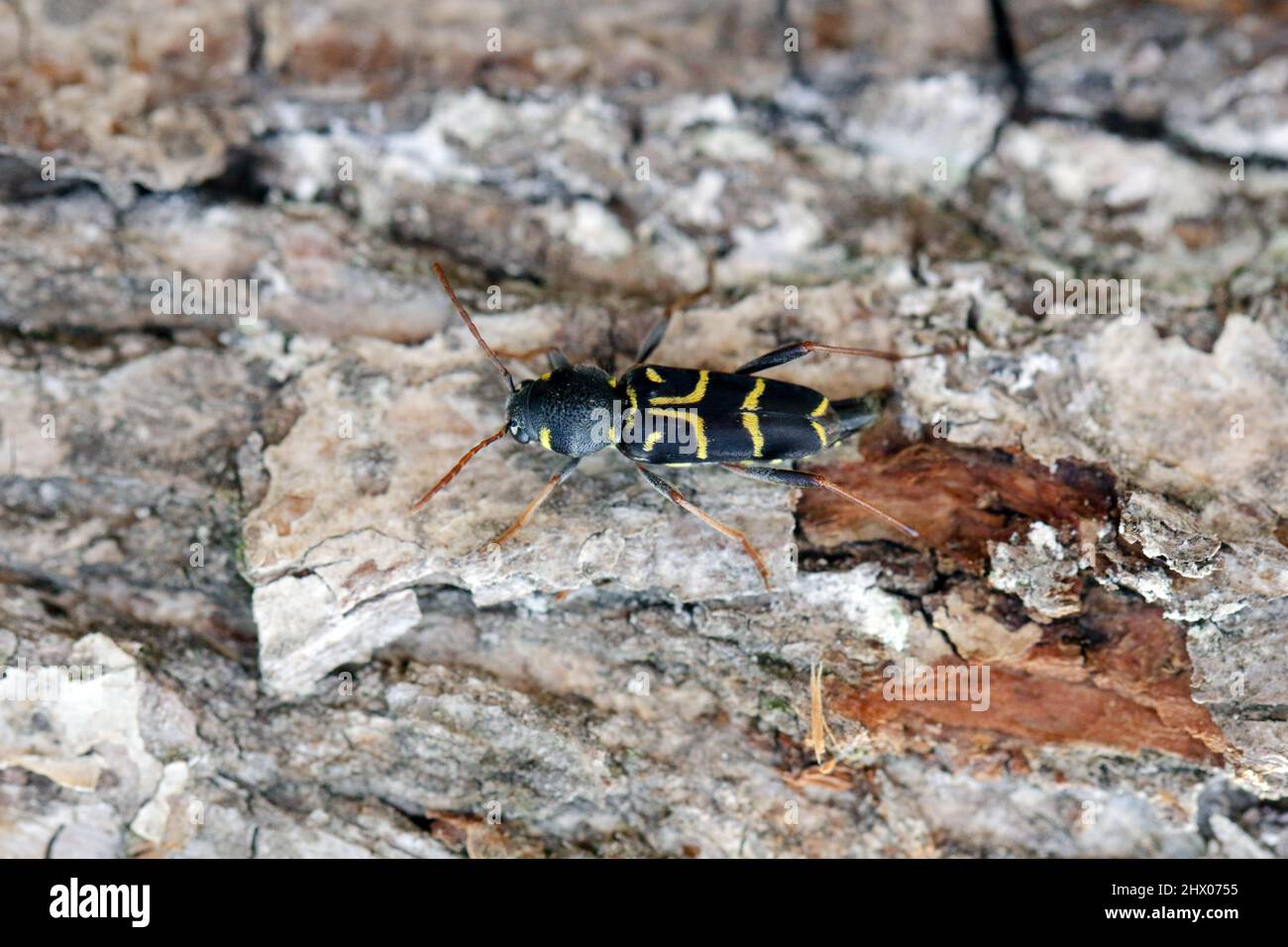 Coléoptère de Longhorn (Xylotrechus antilope, Cerambycidae). La femelle pond des œufs dans l'écorce de chêne Banque D'Images
