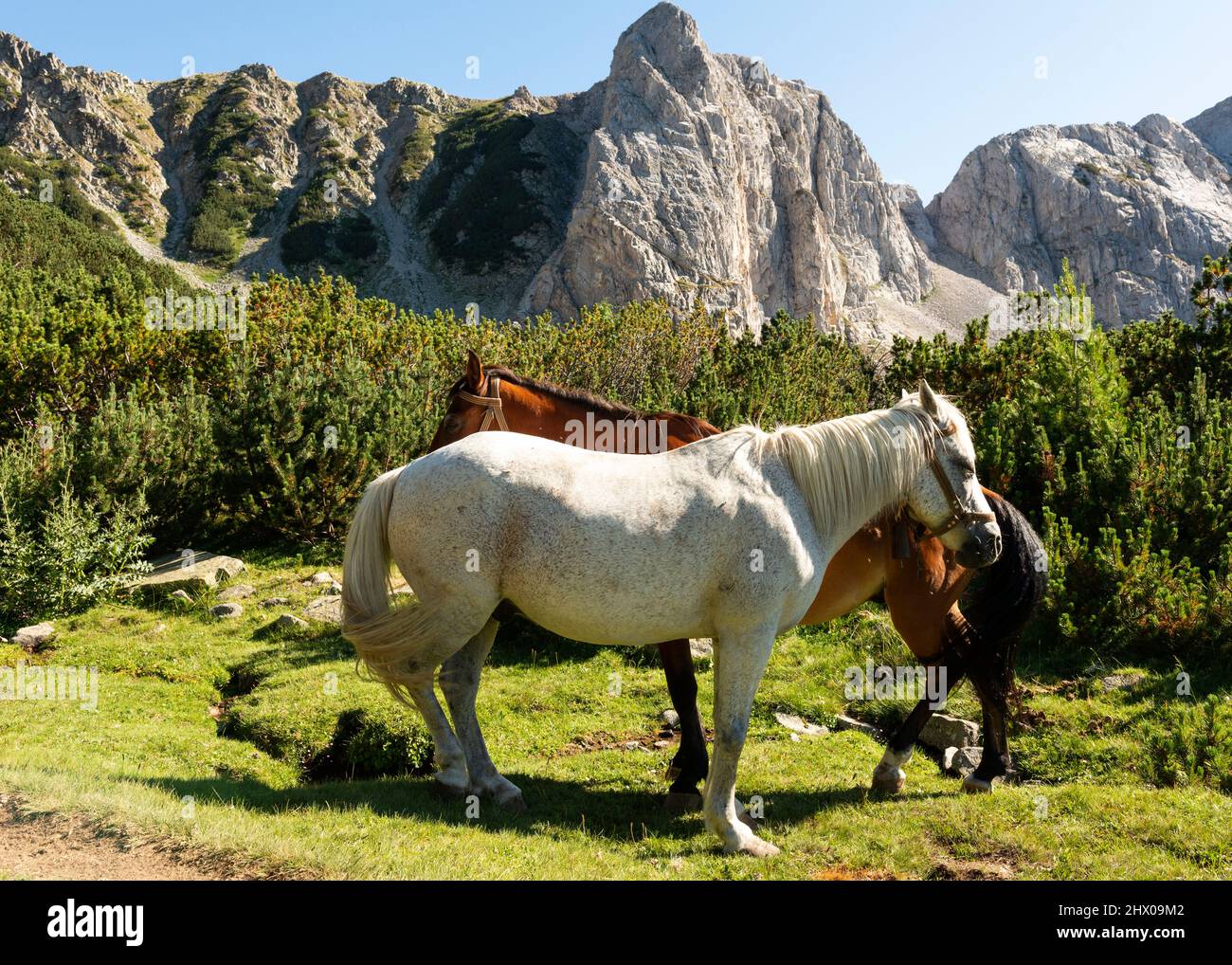Chevaux domestiqués au magnifique pic de Sinanitsa en marbre, montagne de Pirin, Bulgarie, Balkans, Europe Banque D'Images