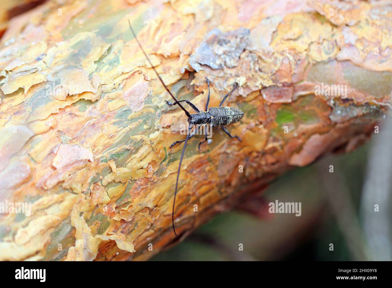Le dendroctone du pin, également appelé le dendroctone du pin noir, Monochamus galloprovincialis. C'est un ravageur des pins dans les forêts. Banque D'Images