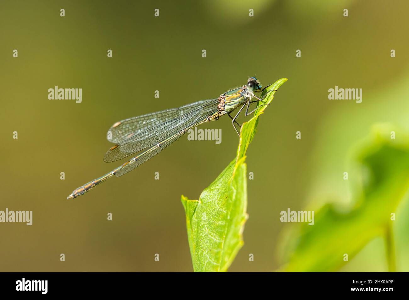 Un saule émeraude (Chalcolestes viridis) reposant sur une feuille, jour ensoleillé en été Banque D'Images