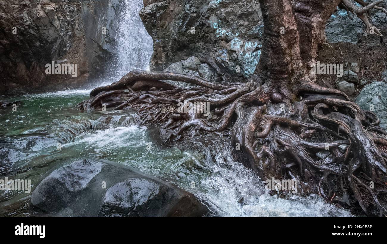 Cascade de Millomeris dans les montagnes de Troodos, Chypre. Vieux platane avec des racines spectaculaires sur la rive de la rivière Krios Banque D'Images