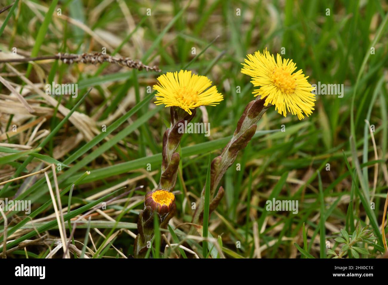 Pied de coltes (Tussilago farfara) un membre de la tribu des marguerites de la famille des Asteraceae, Banque D'Images