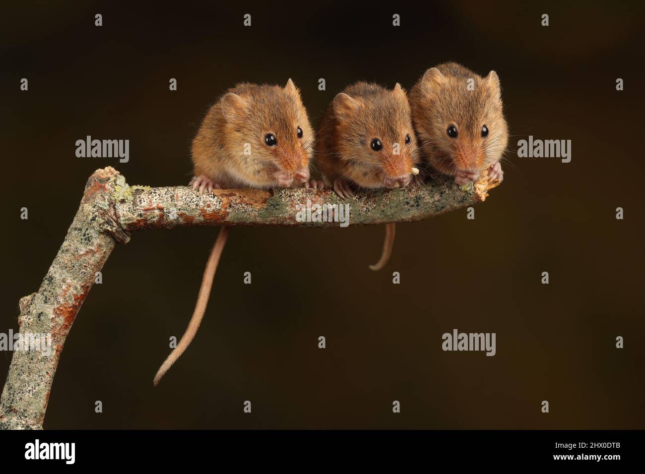 Harvest Mouse assise sur une branche en bois, en attendant le temps de se nourrir Banque D'Images