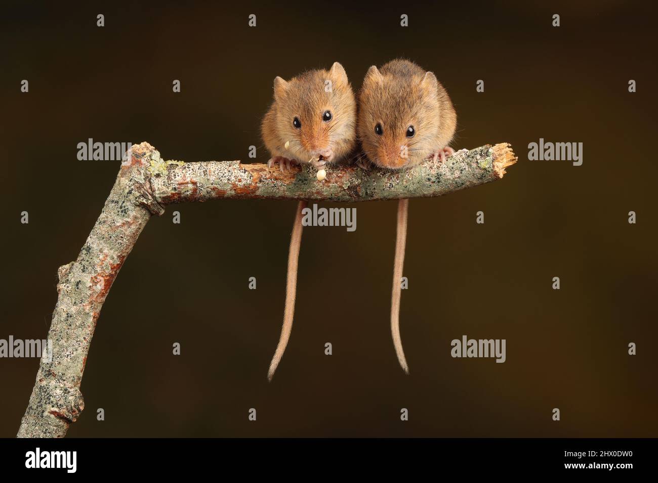 Harvest Mouse assise sur une branche en bois, en attendant le temps de se nourrir Banque D'Images