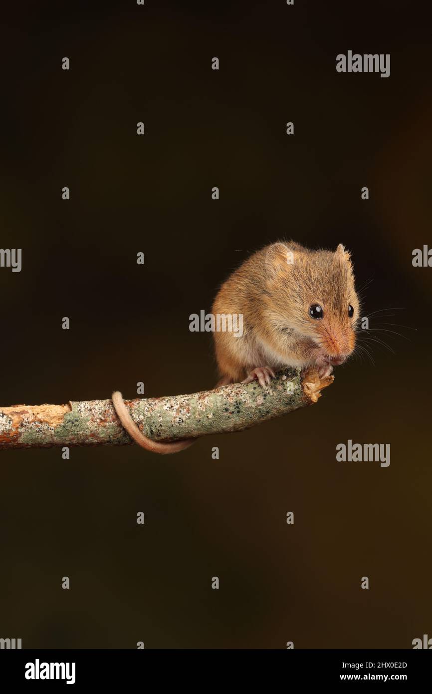 Harvest Mouse assise sur une branche en bois, en attendant le temps de se nourrir Banque D'Images