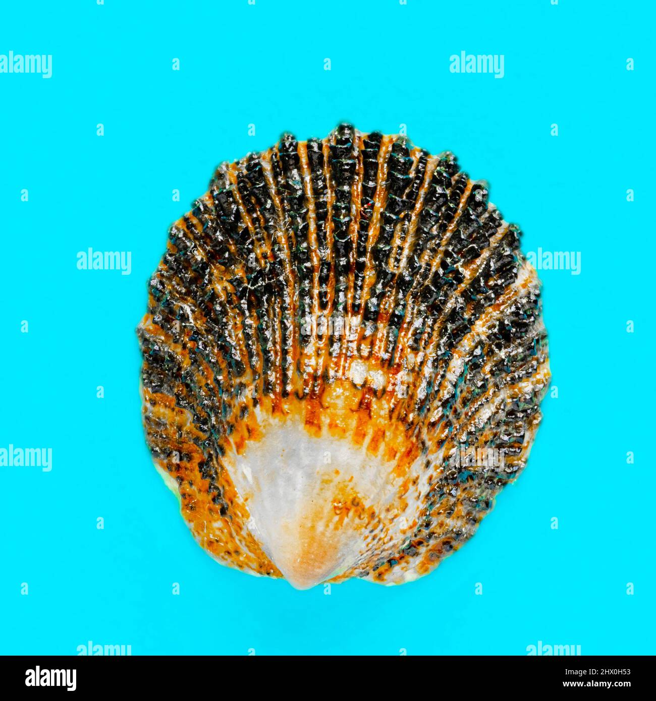 Flat Lay image isolée d'un bord de mer côtier sur fond bleu clair Banque D'Images
