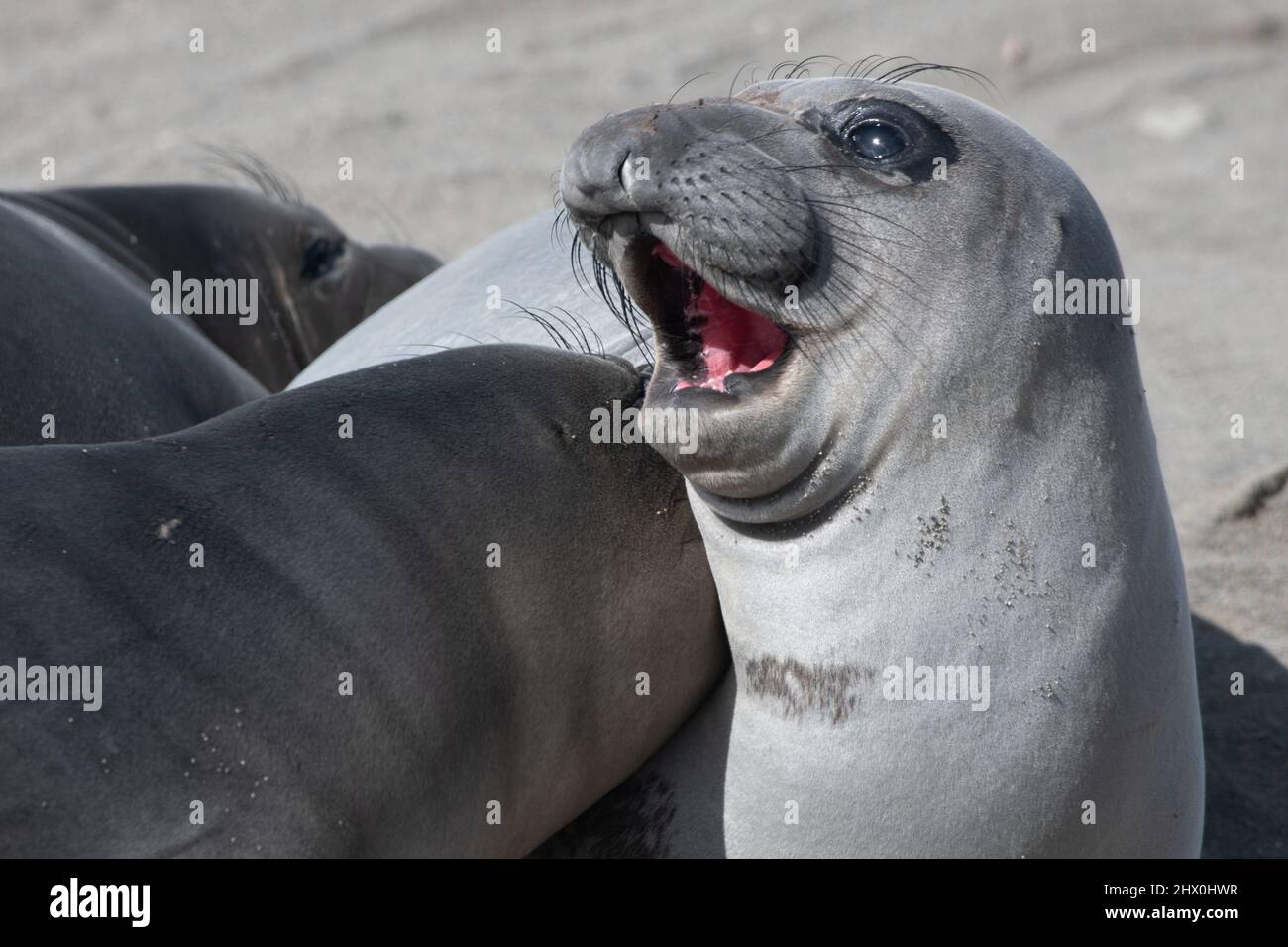 Deux petits phoques du nord (Mirounga angustirostris) se battent, bonne pratique pour quand ils sont plus âgés et doivent concourir sur l'espace de plage. Banque D'Images