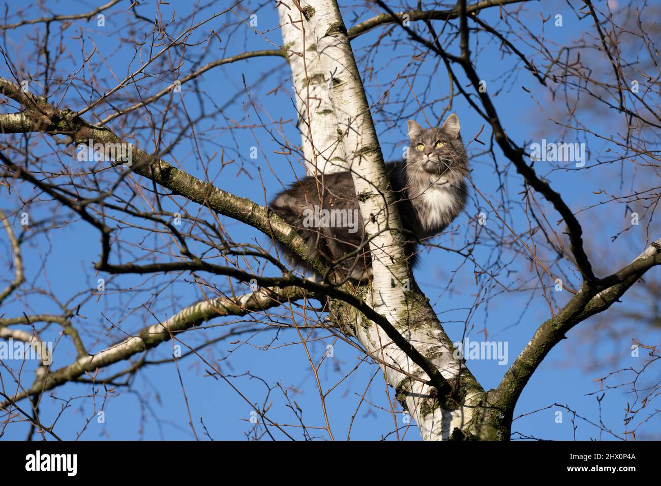 le chat de longhair a escaladé un bouleau nu à l'extérieur assis sur la branche observant le territoire Banque D'Images