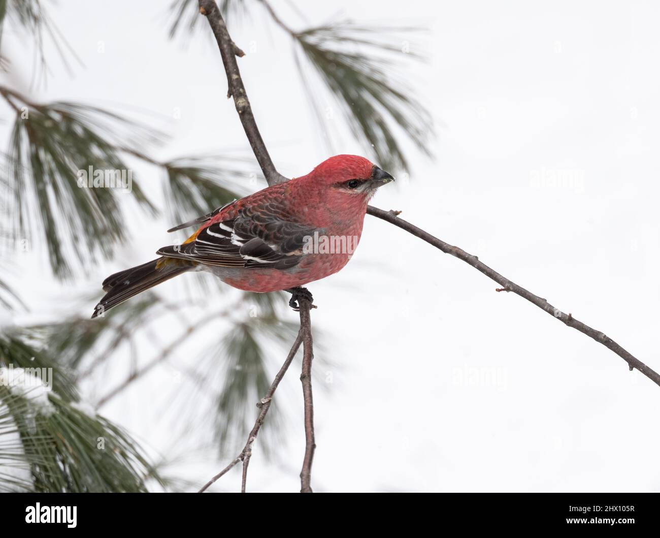 Un crossover mâle à ailes blanches ( Loxia leucoptera ) dans un arbre du parc Algonquin en Ontario en hiver Banque D'Images