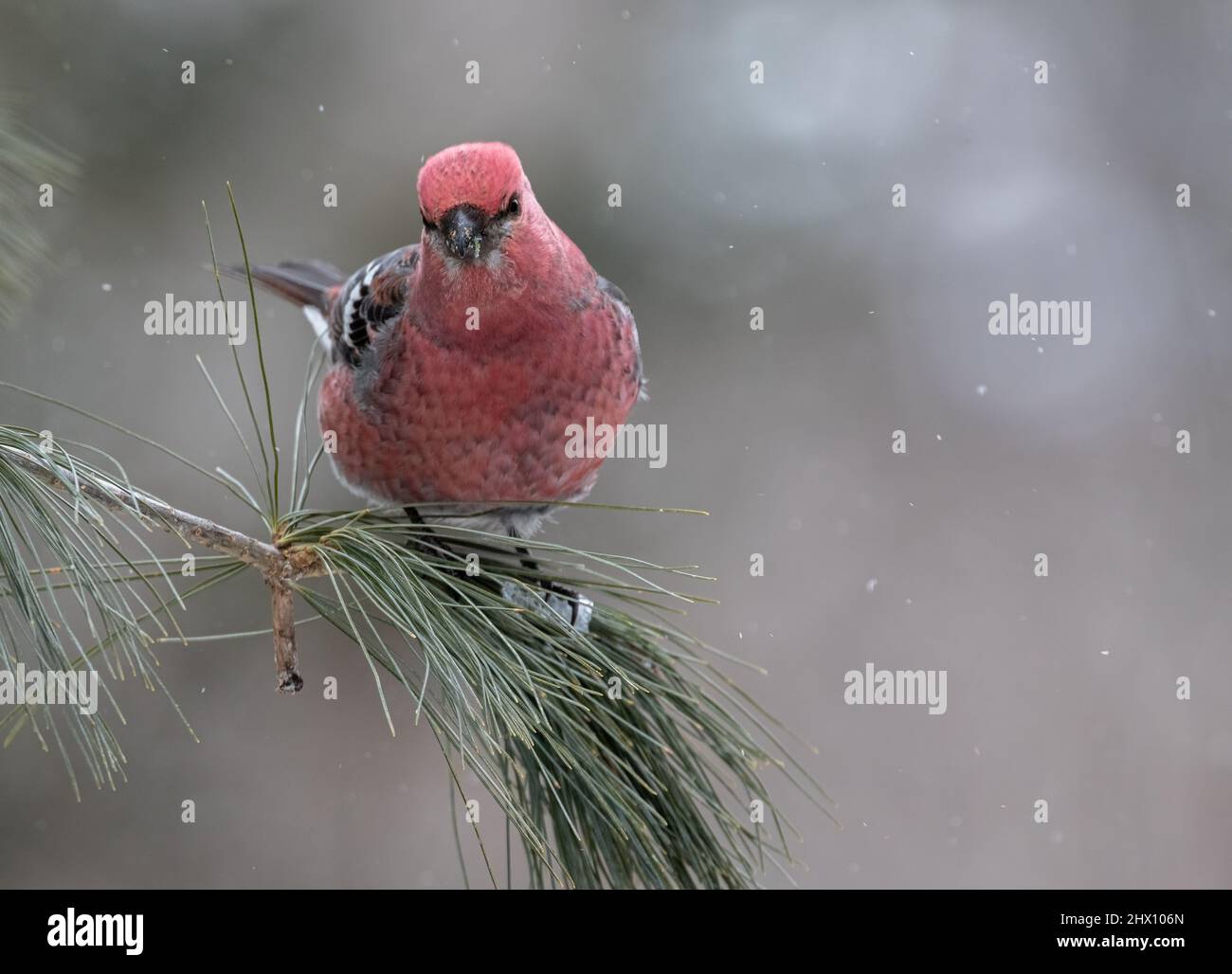 Un bec-croisé à ailes blanches ( Loxia leucoptera ) dans un arbre du parc Algonquin en Ontario en hiver Banque D'Images