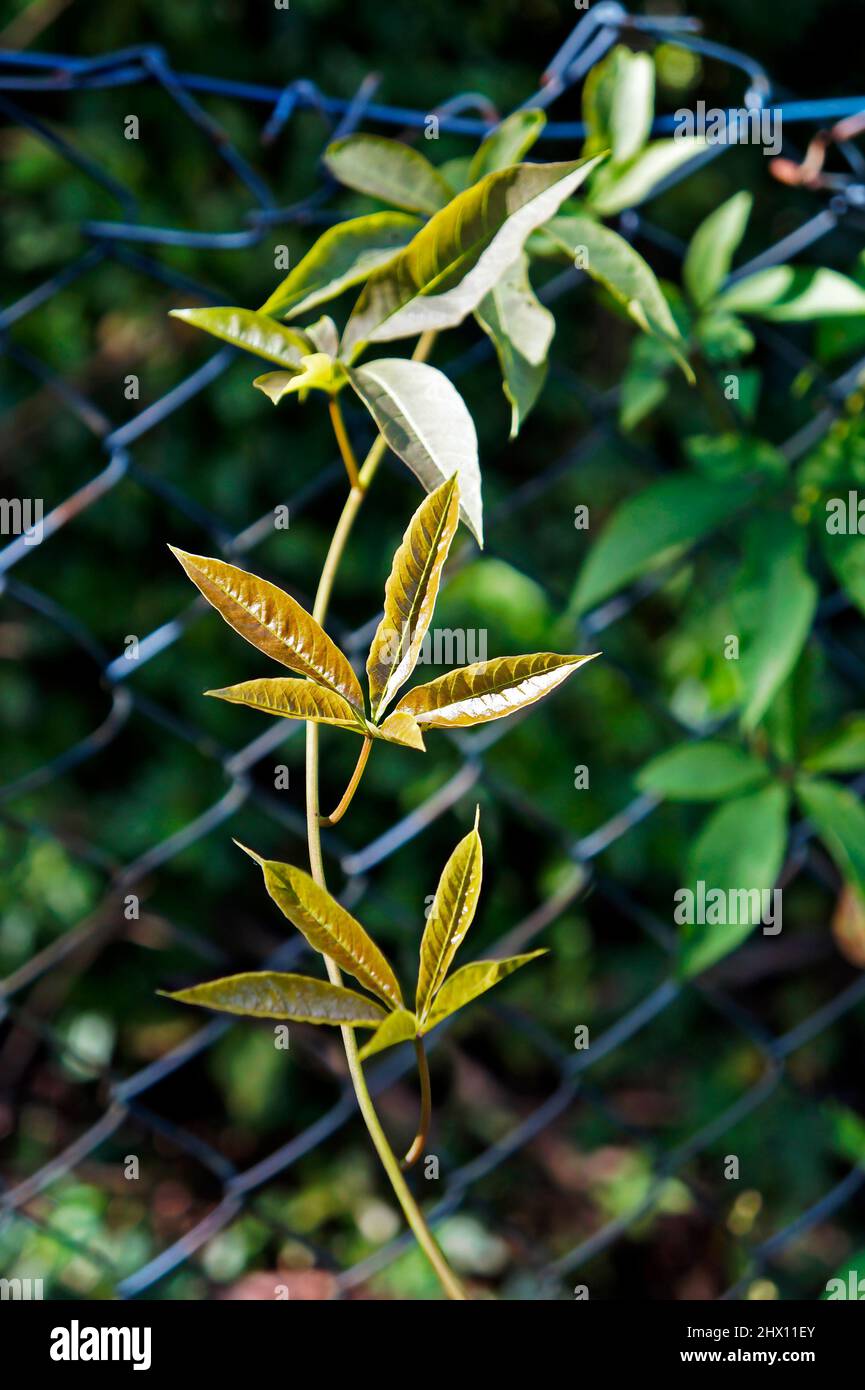 Feuilles de plantes grimpantes, Rio Banque D'Images