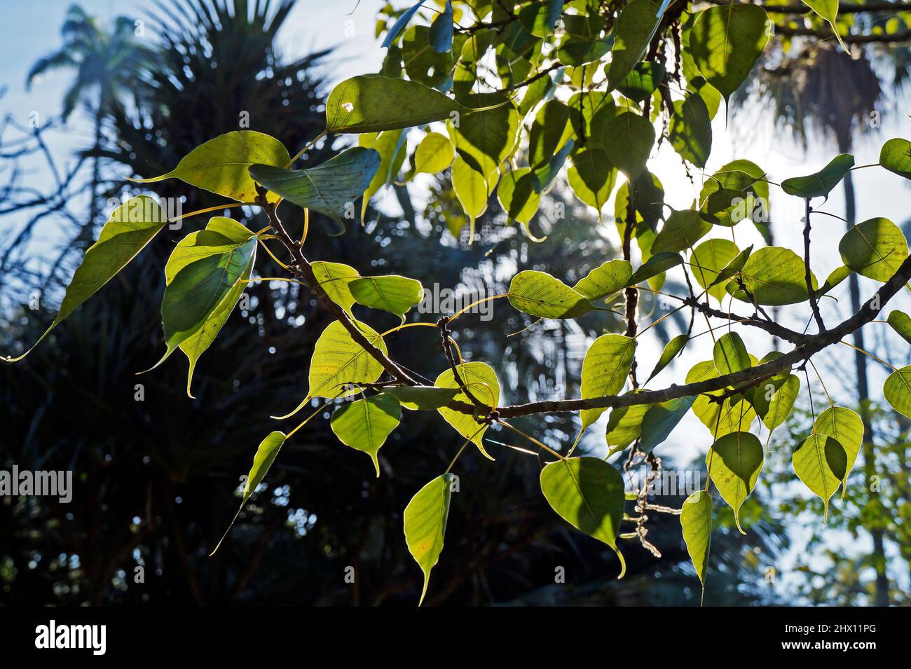 Feuilles de figues sacrées (Ficus religiosa) Banque D'Images