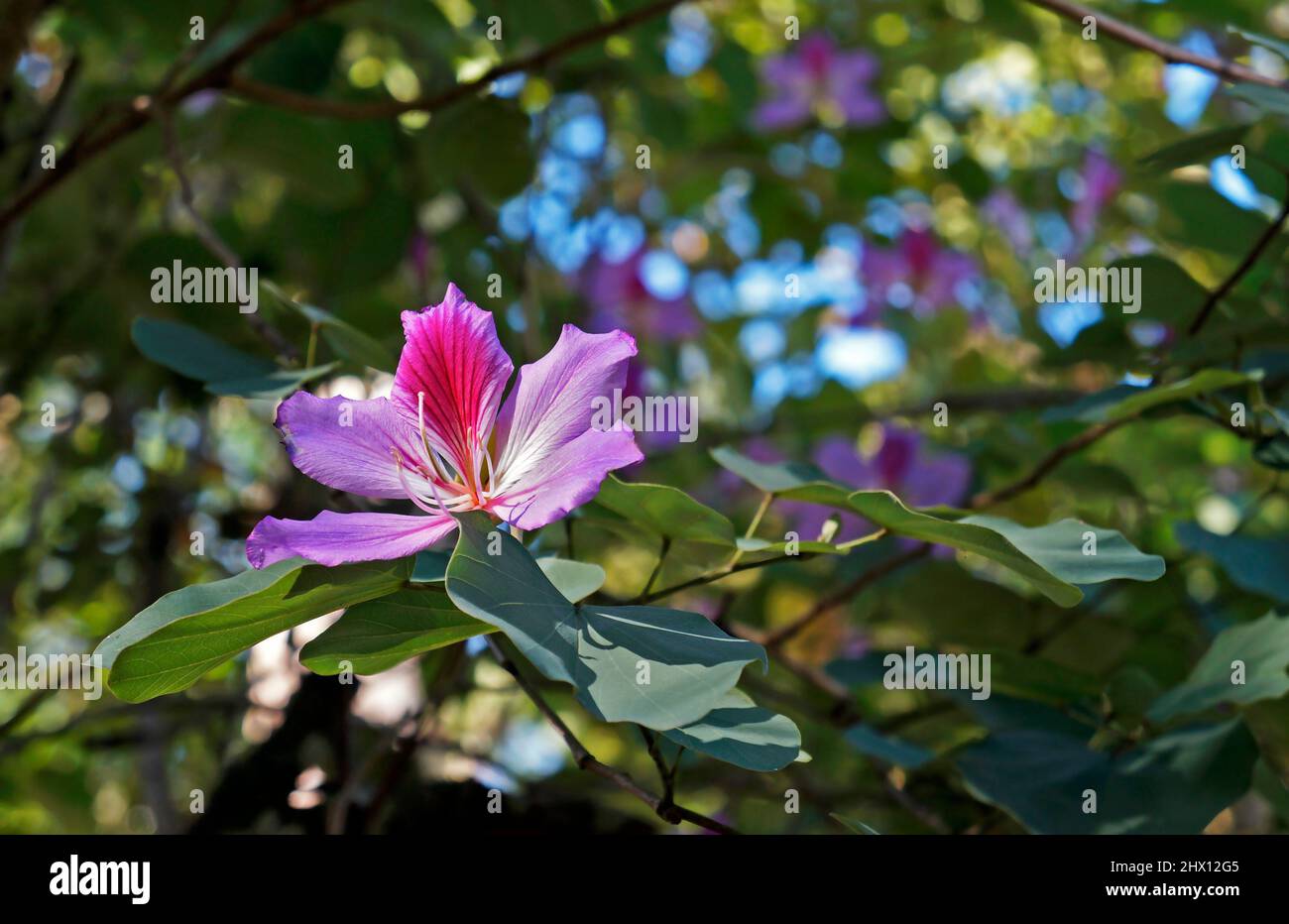 Fleur rose d'orchidée (Bauhinia variegata), Rio Banque D'Images