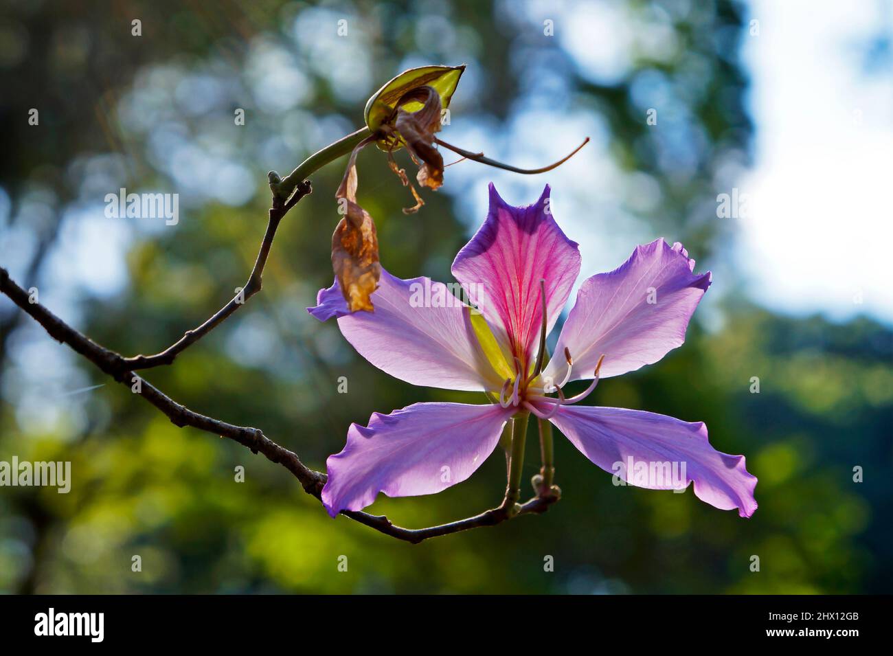 Fleur rose d'orchidée (Bauhinia variegata), Rio Banque D'Images