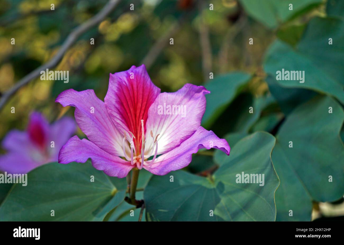 Fleur rose d'orchidée (Bauhinia variegata), Rio Banque D'Images
