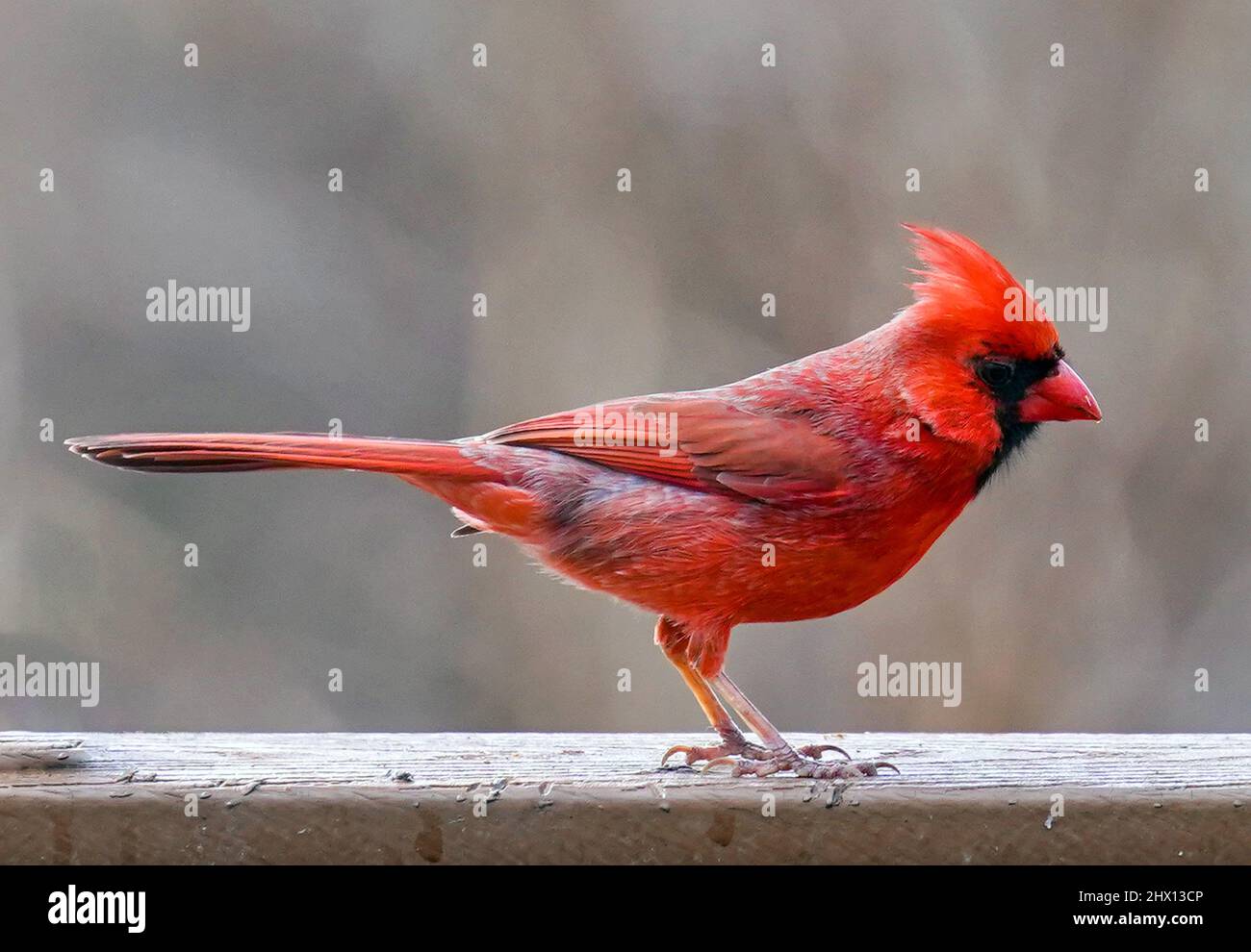 Le cardinal du Nord est un homme sur le mangeoire à oiseaux Banque D'Images