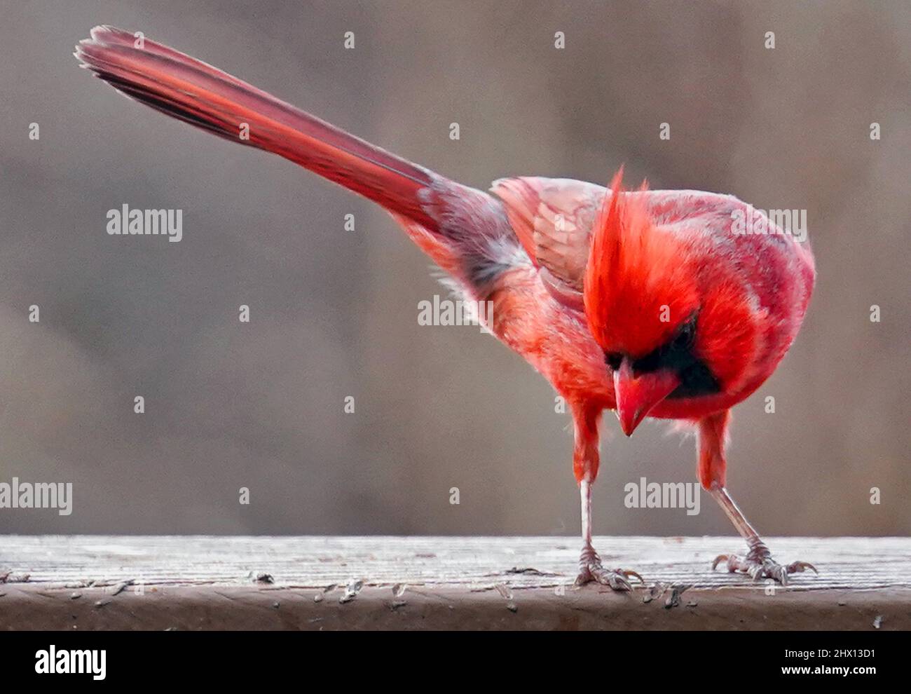Le cardinal du Nord est un homme sur le mangeoire à oiseaux Banque D'Images
