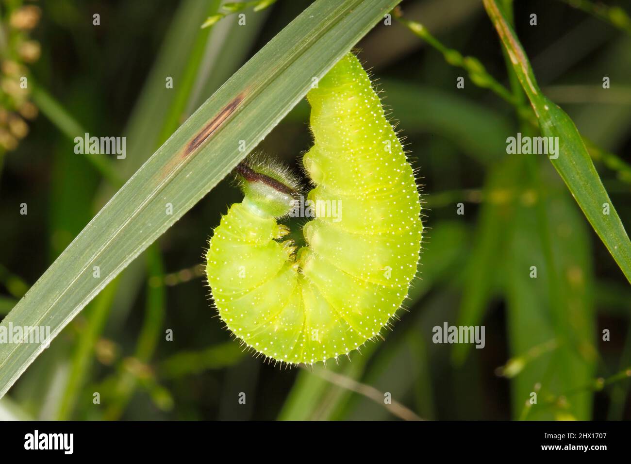 Soirée commune Brown Butterfly caterpillar, Melanitis leda. Caterpillar se prépare à la marionnette. Cette chenille se nourrit et se marient sur les graminées. Banque D'Images