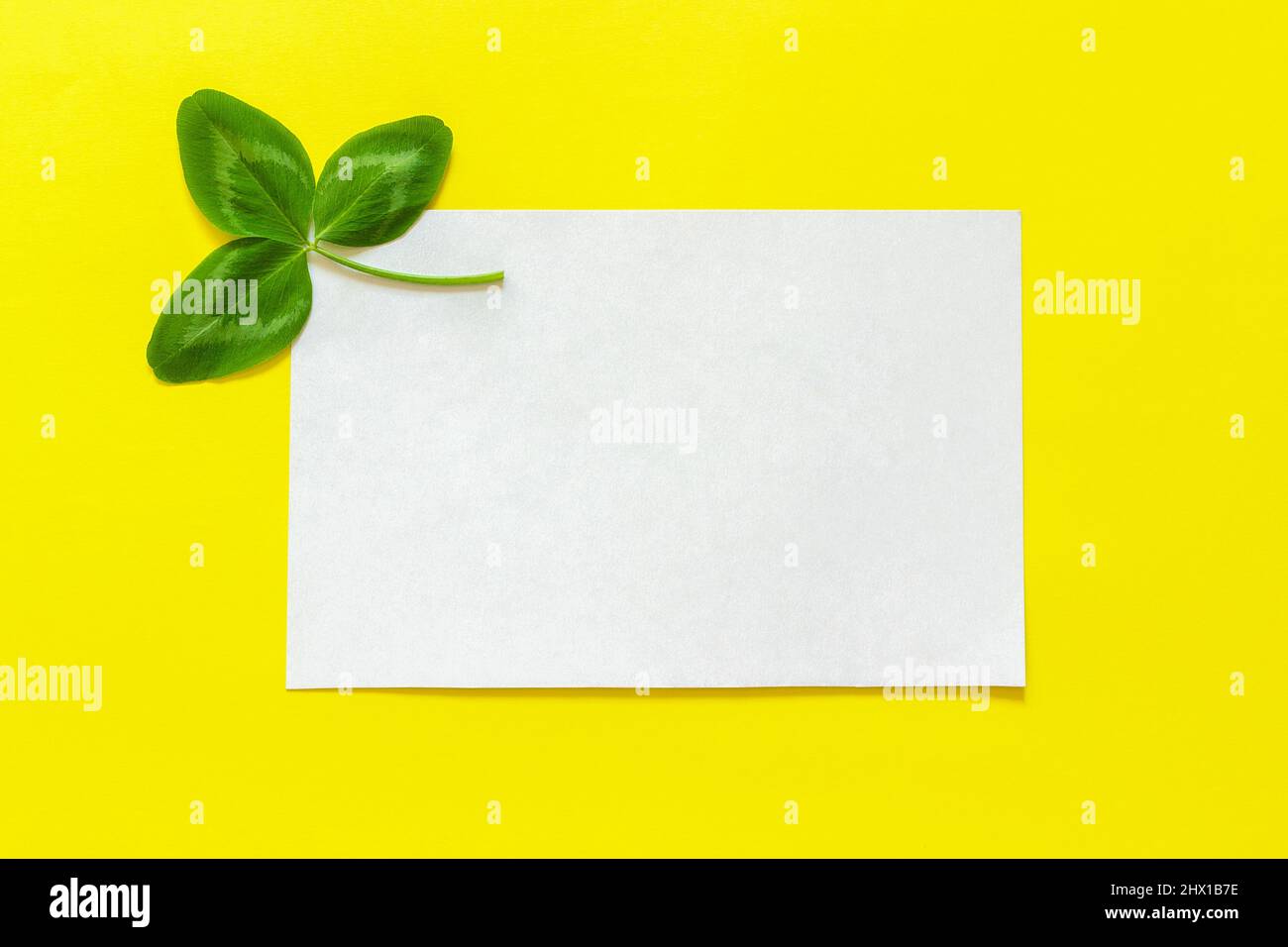 Feuille de trèfle naturelle et carte blanche vide pour le texte sur fond jaune. Concept de la Saint-Patrick. Vue de dessus. Modèle de maquette Banque D'Images