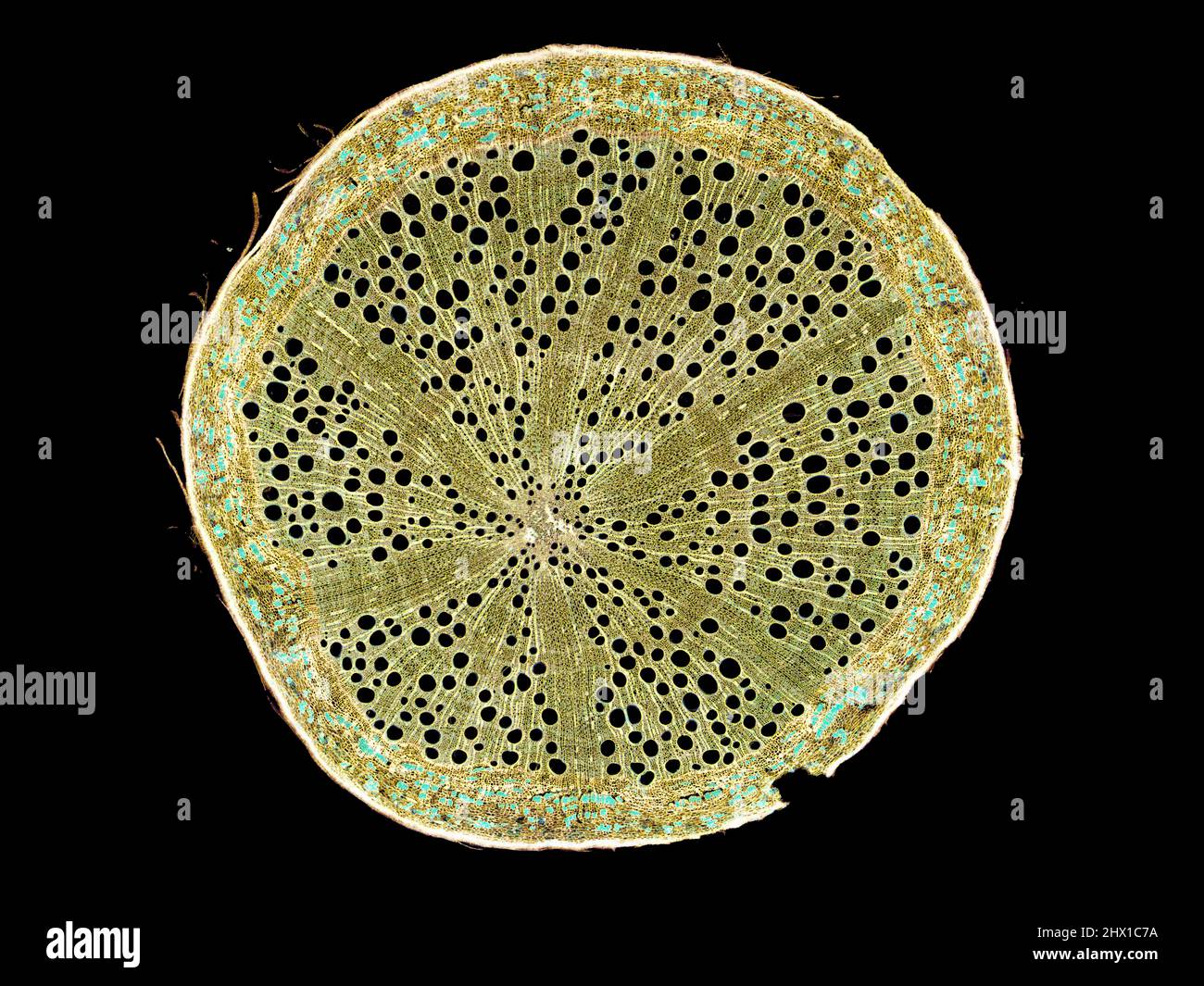 coupe transversale de la tige de la plante sous le microscope – vue microscopique des cellules de la plante pour l'éducation botanique – haute qualité Banque D'Images