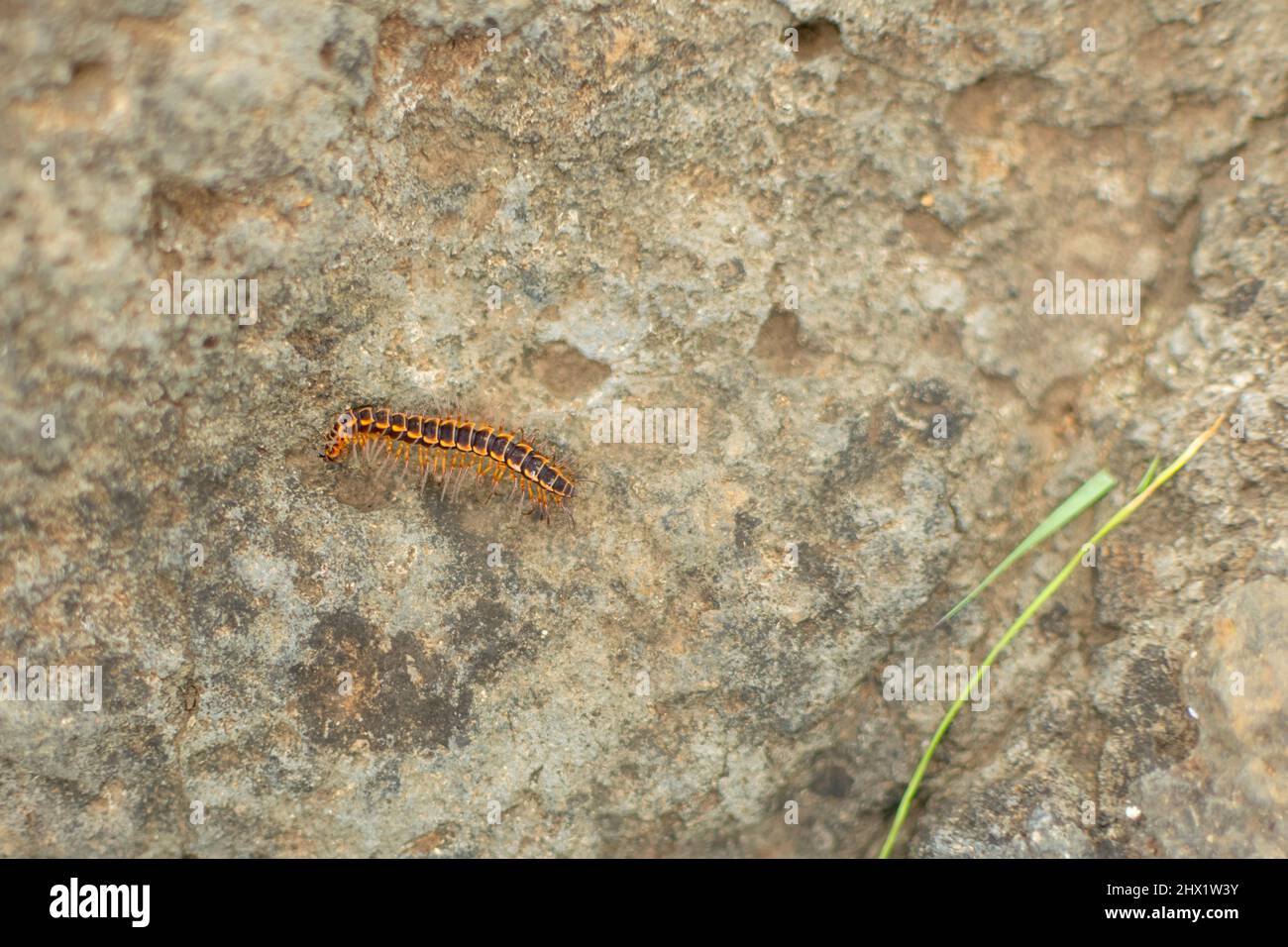 Centipede sur le rocher. Mise au point sélective utilisée. Les centipèdes sont des insectes allongés avec une paire de jambes par segment de corps. Les centipedes sont venimeux. Banque D'Images