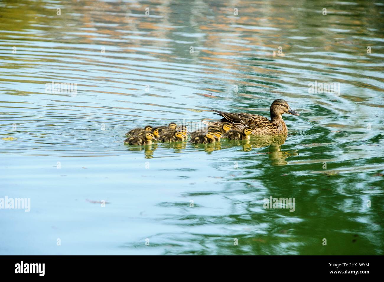 15-mars-2021 le canard colvert, Anas platyrhynchos, est un canard à l'aboiement. Mama Duck et jeunes canetons nagent dans le lac de Lombardie en Italie Banque D'Images