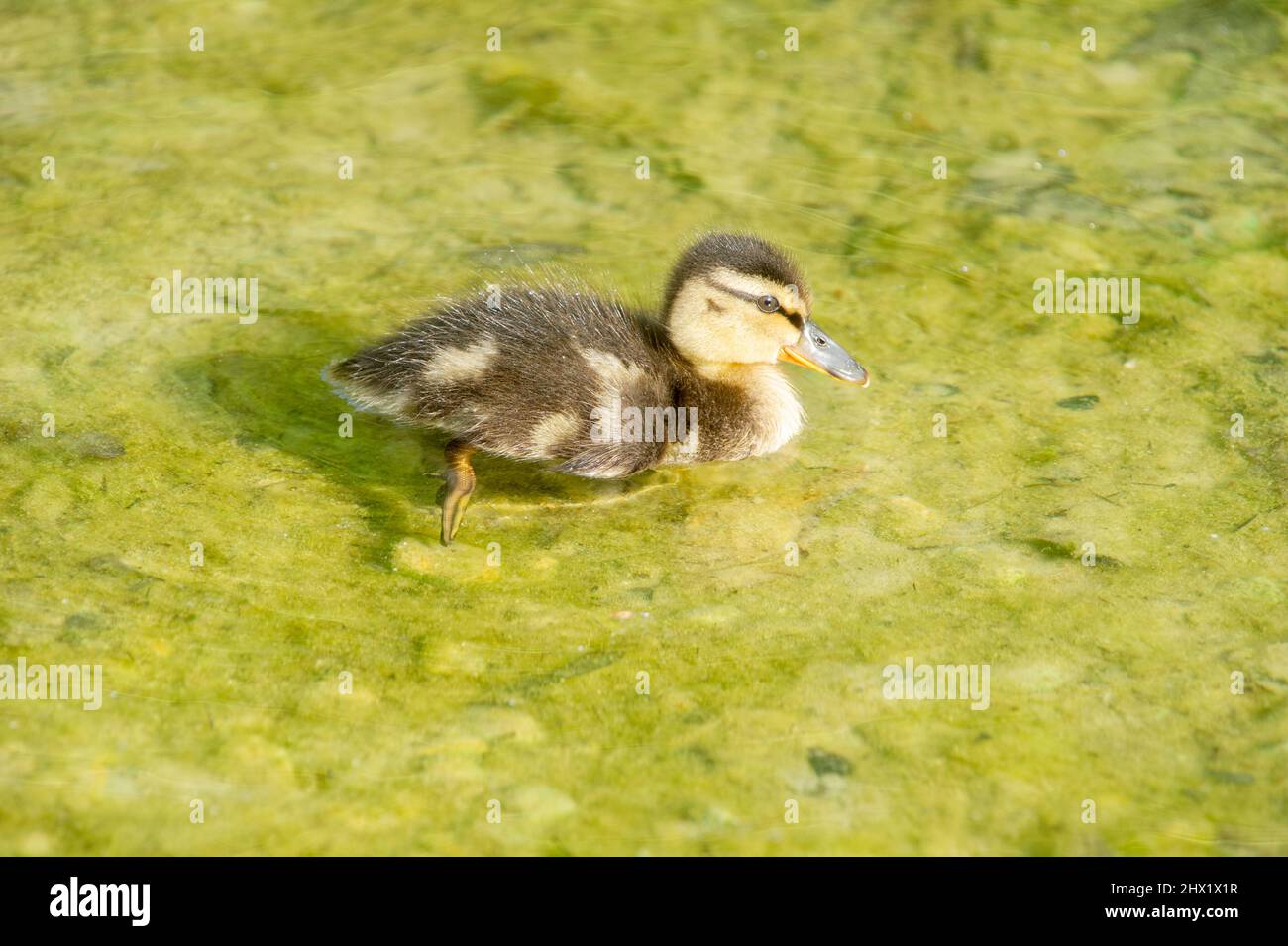 15-mars-2021 le canard colvert, Anas platyrhynchos, est un canard à l'aboiement. Mama Duck et jeunes canetons nagent dans le lac de Lombardie en Italie Banque D'Images