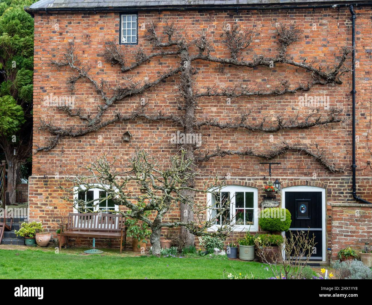 Maison en brique construite en hiver avec un grand espalier couvrant le mur, Stoke Bruerne village, Northamptonshire, Royaume-Uni Banque D'Images