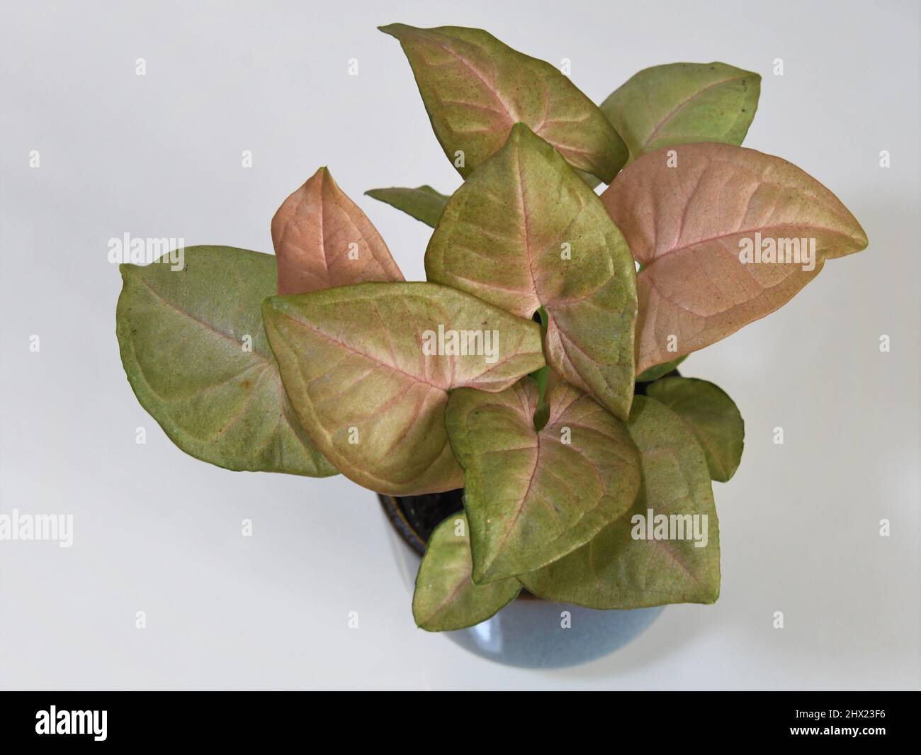 Syngonium podophyllum rose robusta. Plante de maison avec des feuilles roses et vertes, isolée sur un fond blanc. La plante est dans un pot en céramique bleue. Banque D'Images
