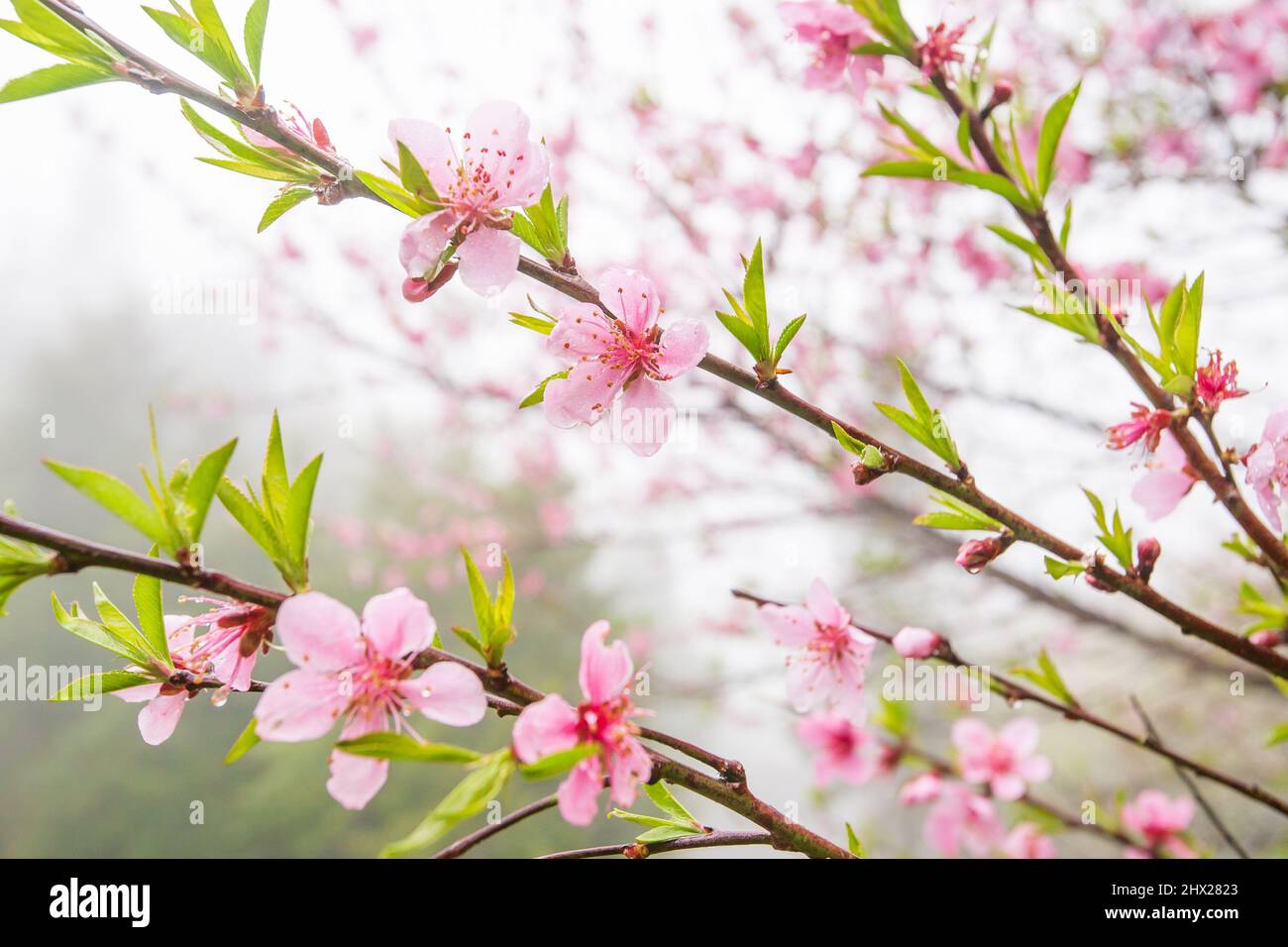 Cerisiers en fleurs le matin d'hiver. Fleur rose pleine fleur. Sa Pa, Vietnam. Lumière douce du soleil. Gros plan. Banque D'Images