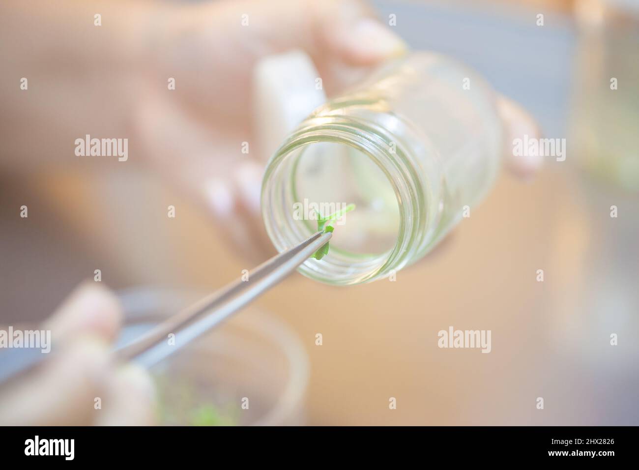 Les scientifiques tiennent des pinces pour prélever la culture de tissus végétaux dans une bouteille, en réalisant des expériences en laboratoire. Petite plante dans un flacon de test. Banque D'Images