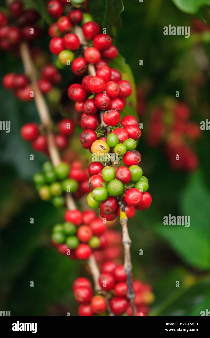 Baies de café Arabica dans une ferme de café sur le plateau de Bolaven. Pase. Champasak. Laos PDR. Banque D'Images