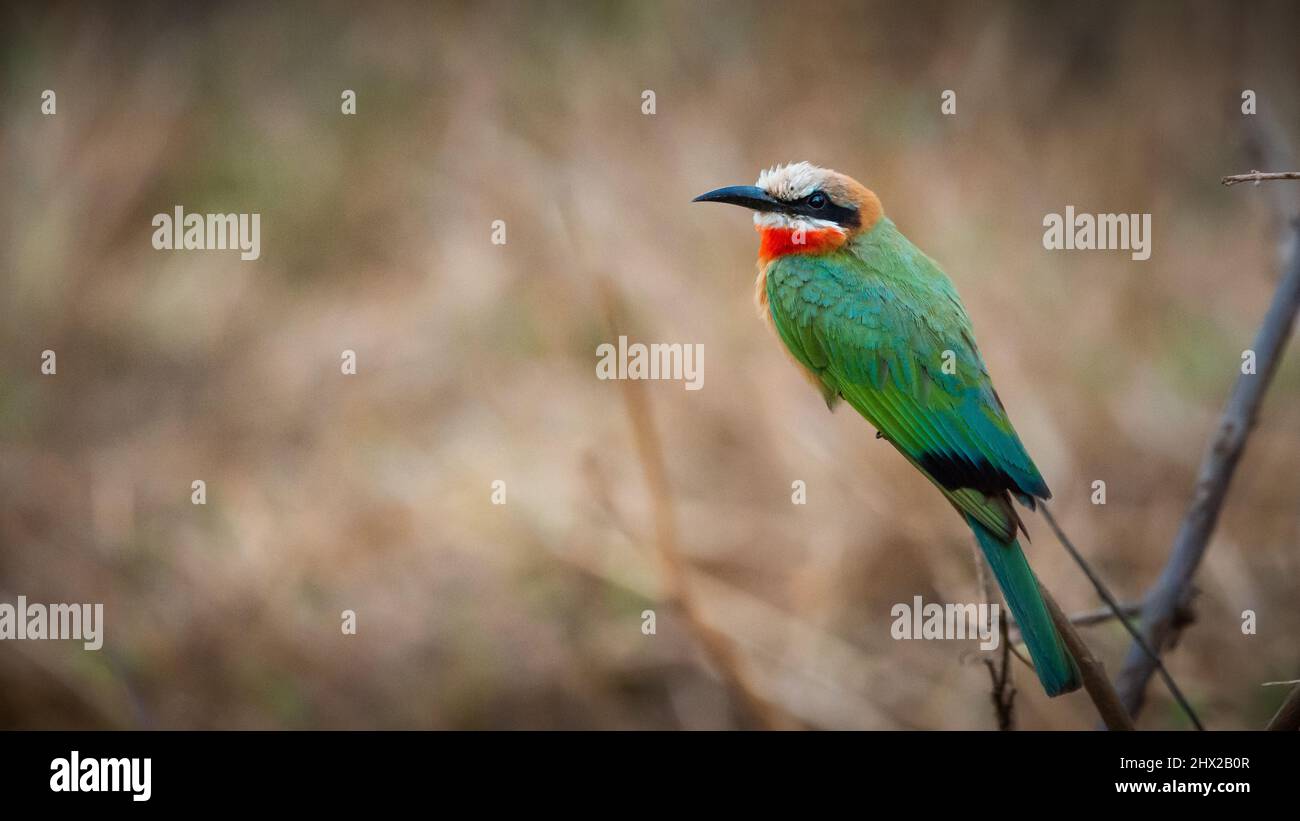 Un apicole à queue bleue assis sur une branche Banque D'Images