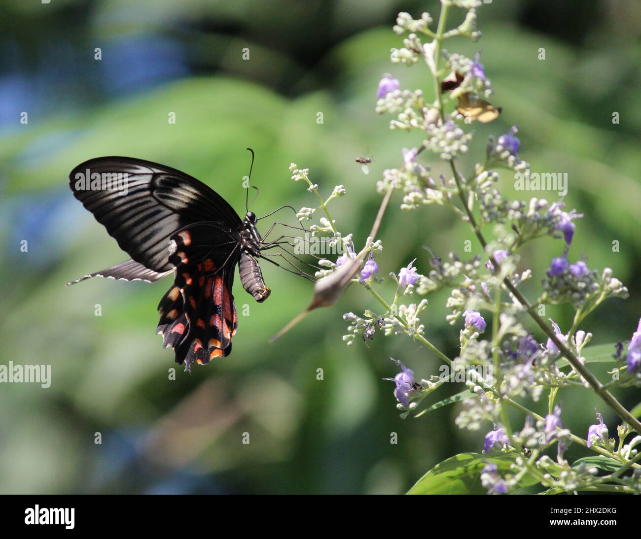Un papillon noir sur quelques fleurs de lavande Banque D'Images