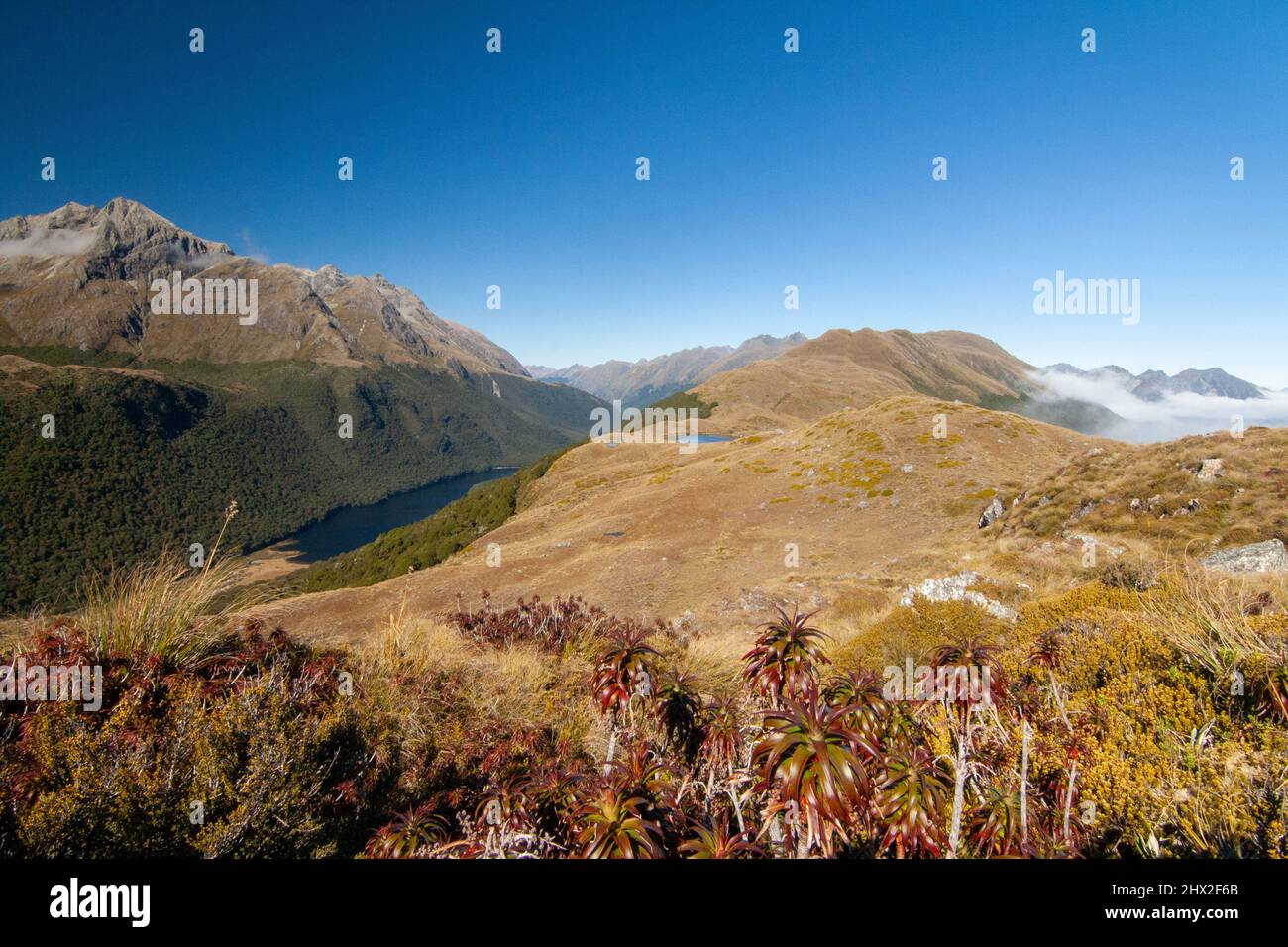 Vue depuis Key Summit Ridge, Greenstone Valley avec le lac McKellar, plantes alpines indigènes de Nouvelle-Zélande en face de Dracophyllum traversii Banque D'Images