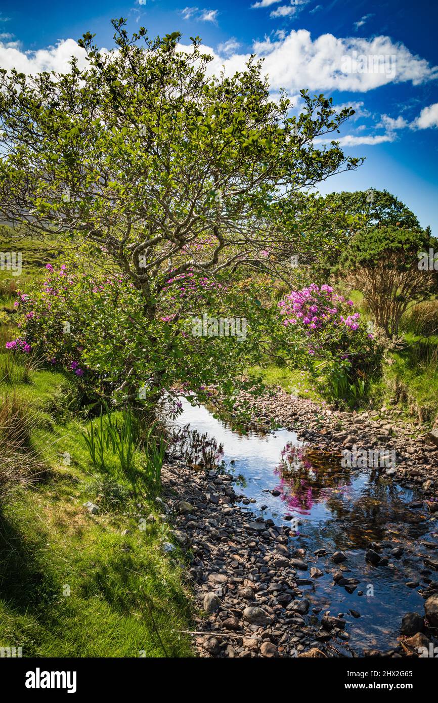 Hêtre et ruisseau, Kylemore, Connemara, Comté de Galway, Irlande. Banque D'Images