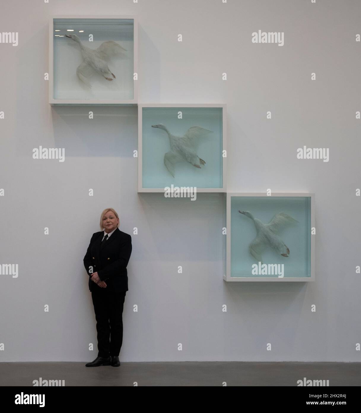 Gagosian Gallery, Londres, Royaume-Uni. 9 mars 2022. Histoire naturelle, plus de 20 sculptures de formaldéhyde de Damien Hirst, sur une période de 30 ans, sont exposées à Gagosian, à partir du 10 mars. Image: Damien Hirst, Up, Up and Away, 1997. Crédit : Malcolm Park/Alay Live News Banque D'Images