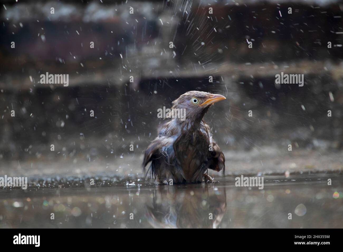 Un babilier (babiller de Jangle) oiseau qui éclabousse l'eau Banque D'Images