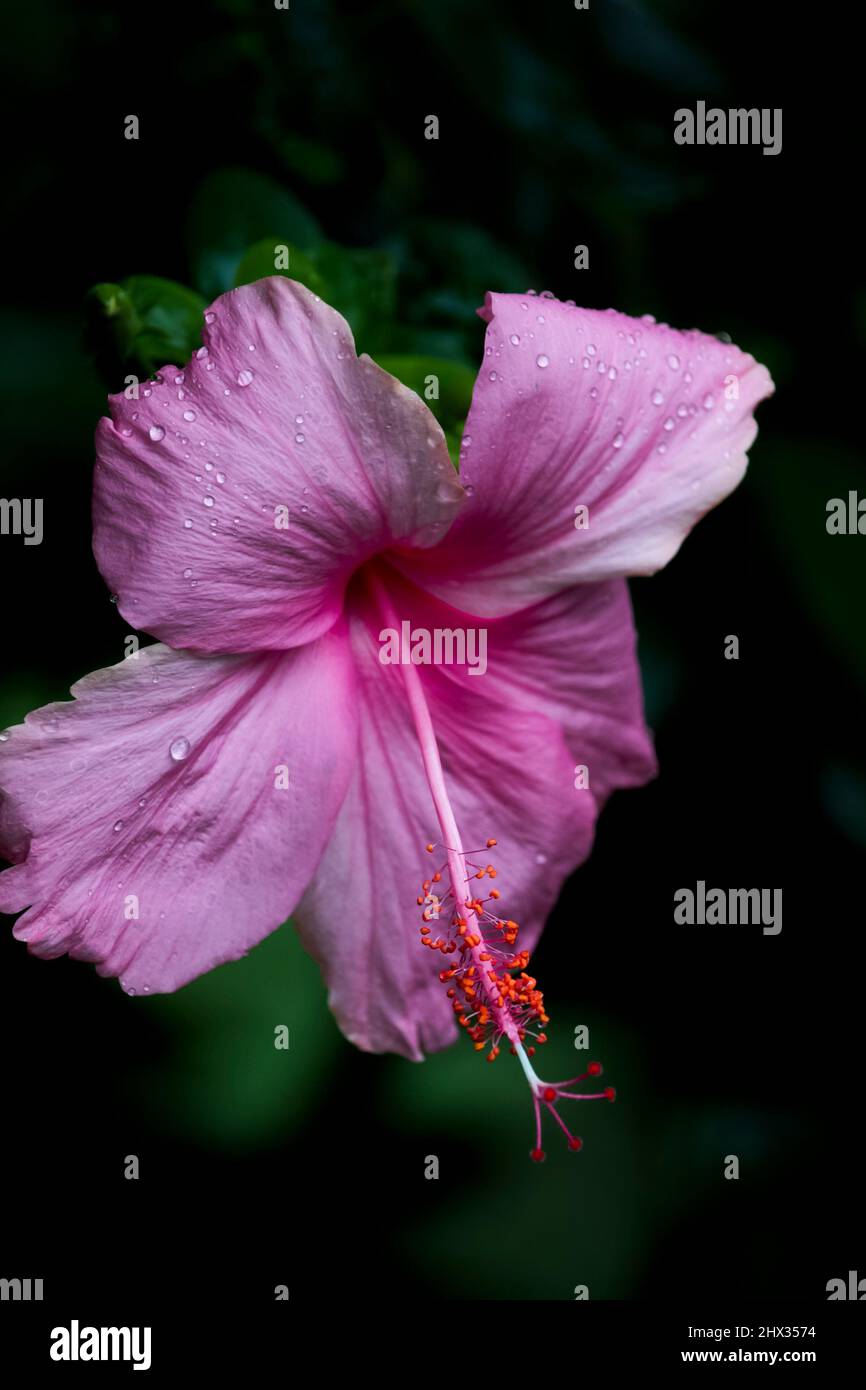 Fleur d'aba (Hibiscus rosa-sinensis) l'hibiscus rosa-sinensis, connu familièrement sous le nom d'hibiscus chinois, de rose de Chine, de mérelle rose et de plante de noir de chaussures, est un Banque D'Images