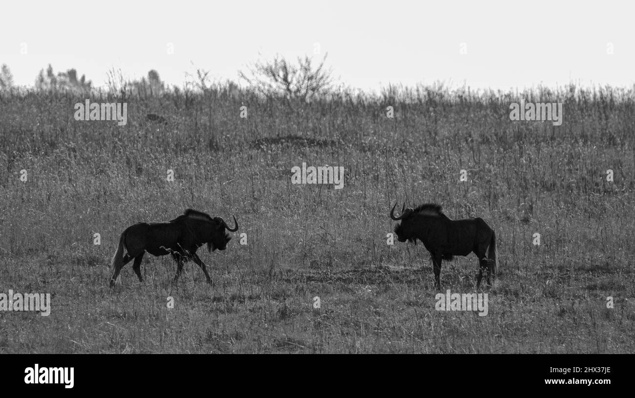 Black Wildebeest, État libre, Afrique du Sud Banque D'Images