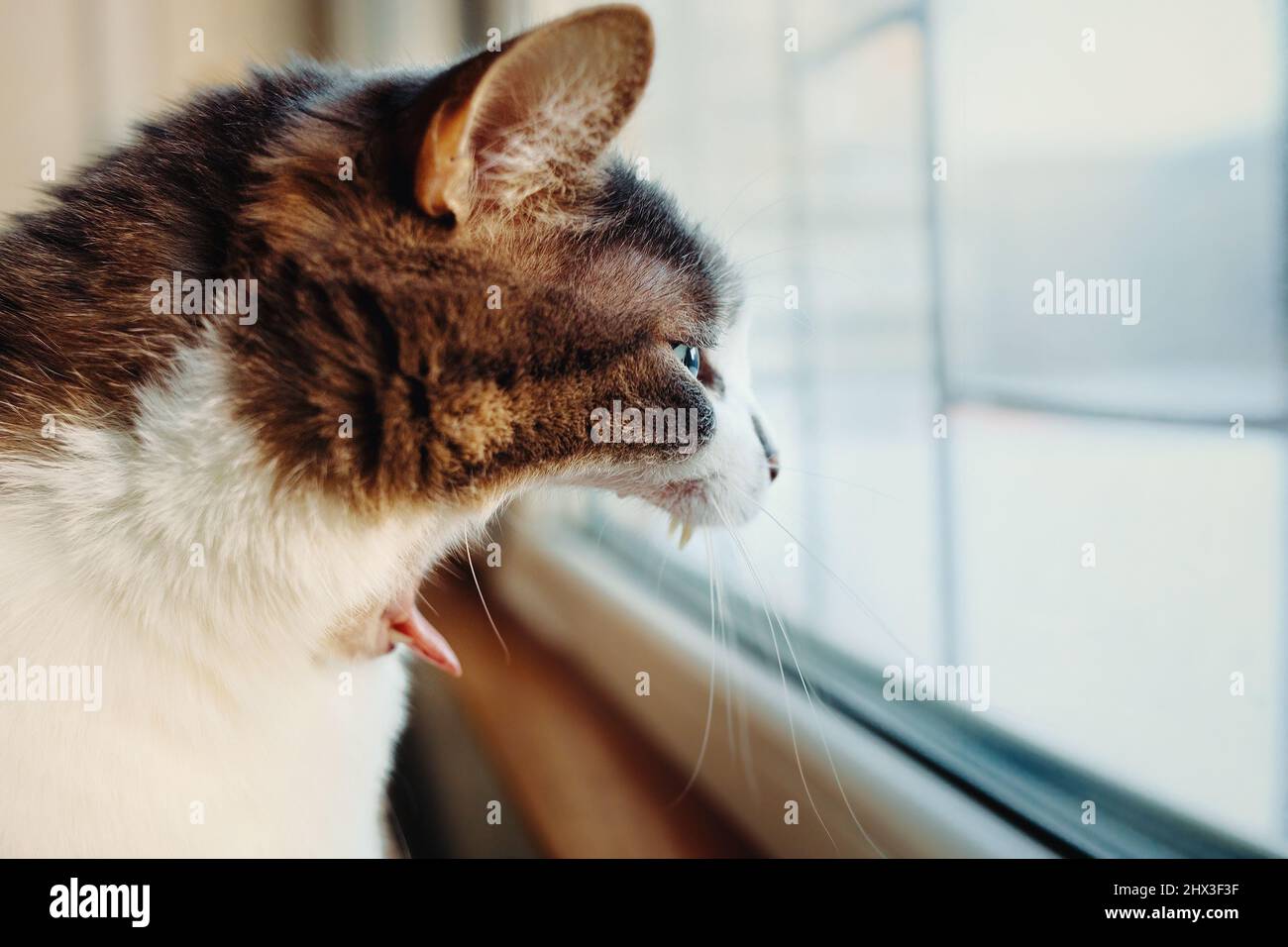 Drôle de chat meme. Chat gris à col ouvert. Il regarde à l'extérieur par la fenêtre et hurle. Gros plan de la tête de l'animal. Une émotion gaie de surprise. Portrait de l'animal. Banque D'Images