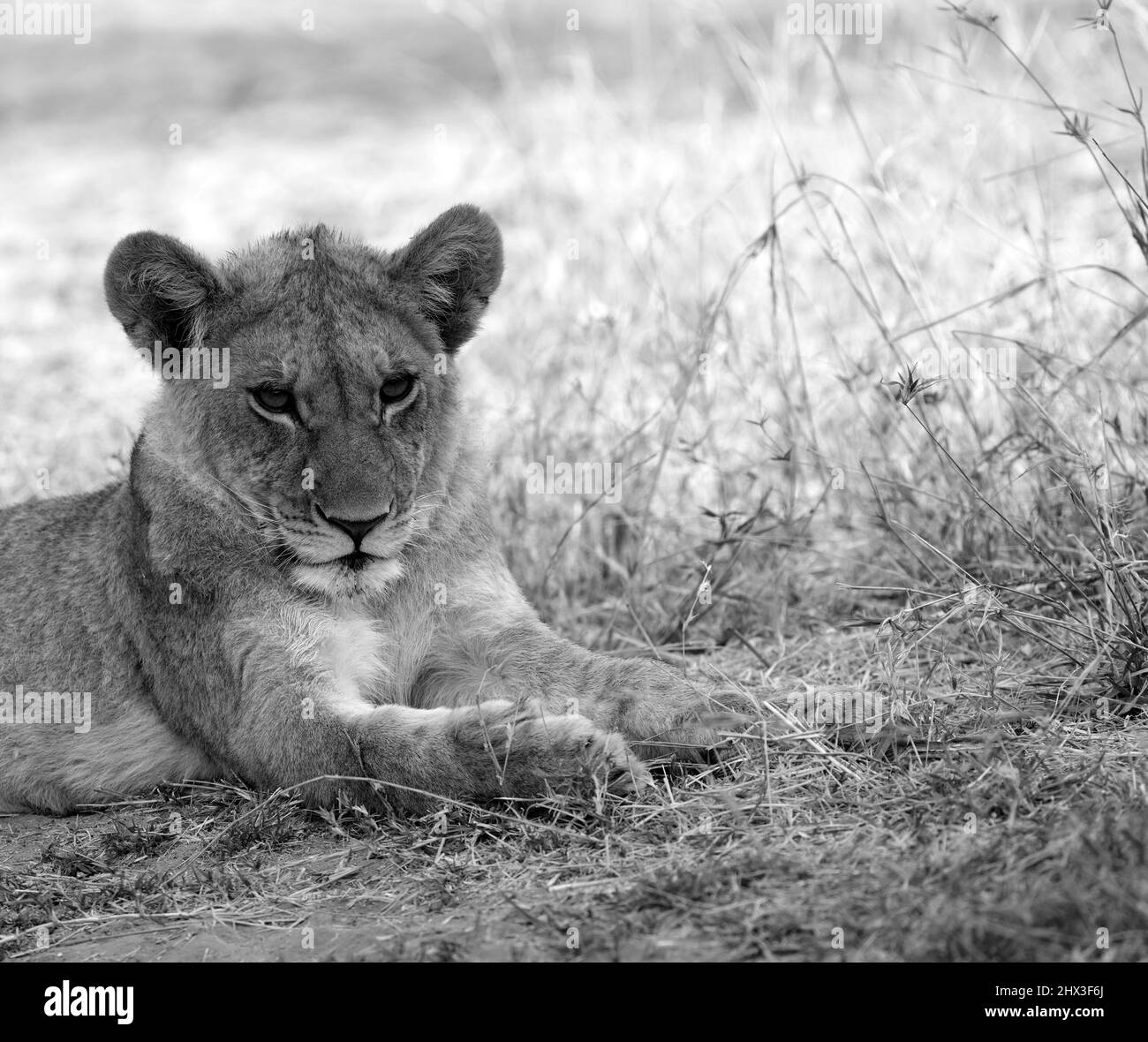 Les Lions sont l'un des cinq Grands d'Afrique, aujourd'hui vulnérable à l'extinction Banque D'Images