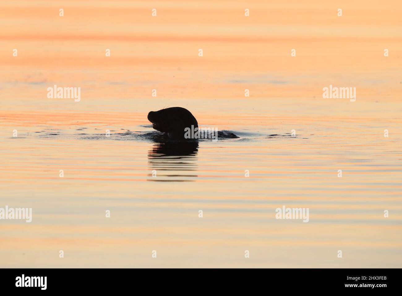 Otter, Lutra lutra, pêche au coucher du soleil, Shetland, Écosse, ROYAUME-UNI Banque D'Images