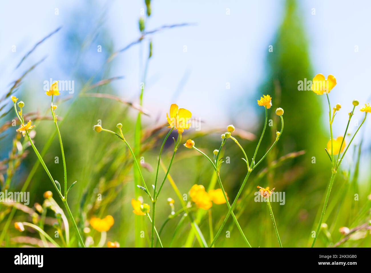 Fleurs jaunes sauvages sur un pré d'été. Coupe de beurre rampante, Ranunculus repens Banque D'Images