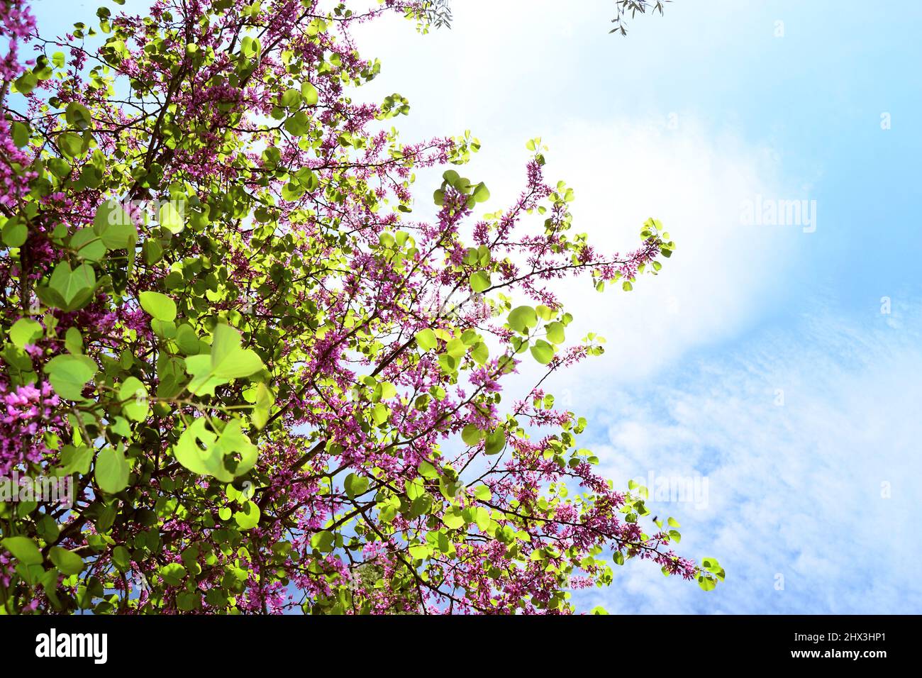 Fleur de printemps violette. Arbre floral Judas ou Cersis canadensis.arbre printanier à fleurs roses. Branche de fleurs de rouge rose. Banque D'Images