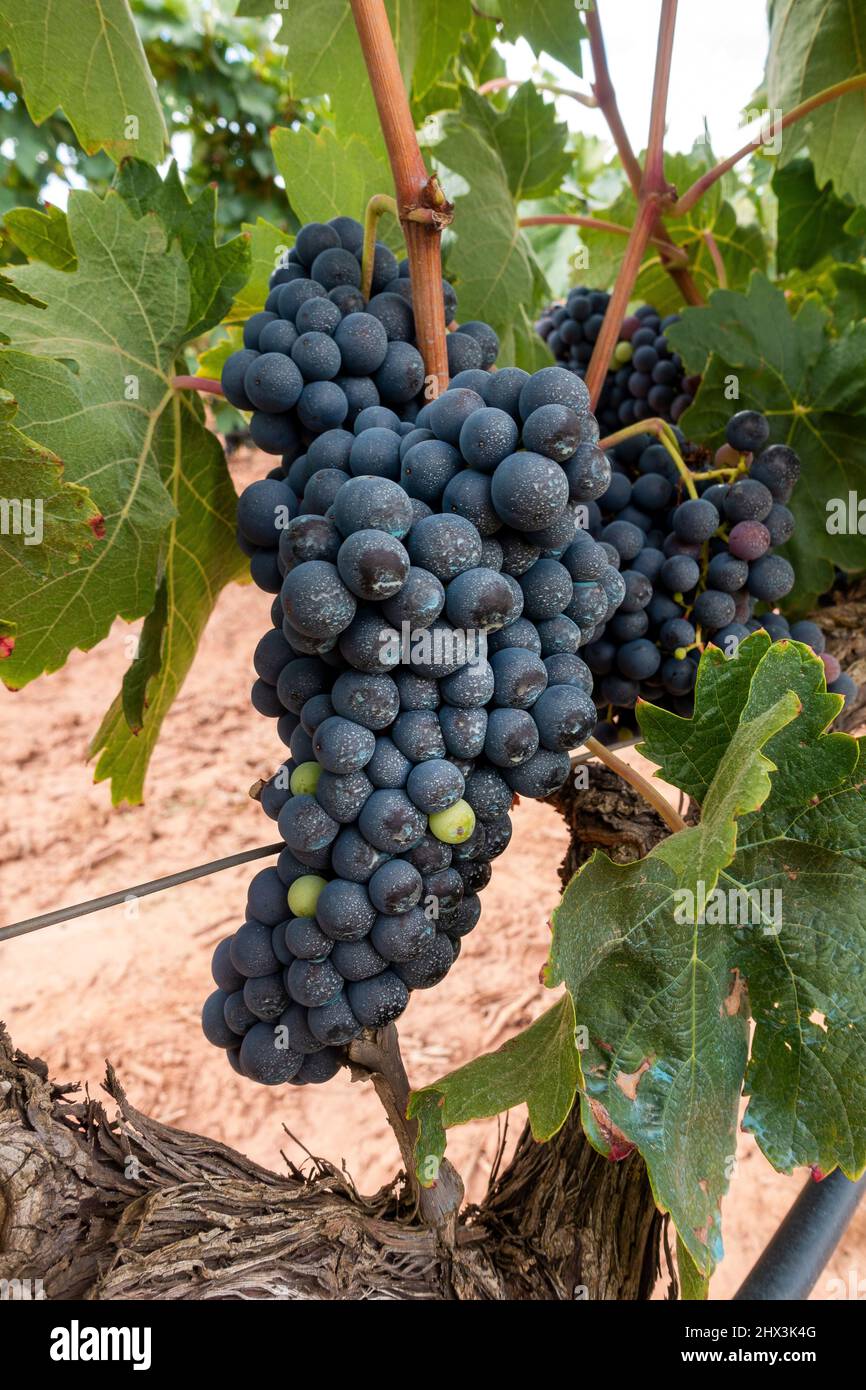 Vignes à la Rioja Espagne cette variété produit des raisins bleu-noir profonds qui font un vin rouge complexe mais corsé Banque D'Images