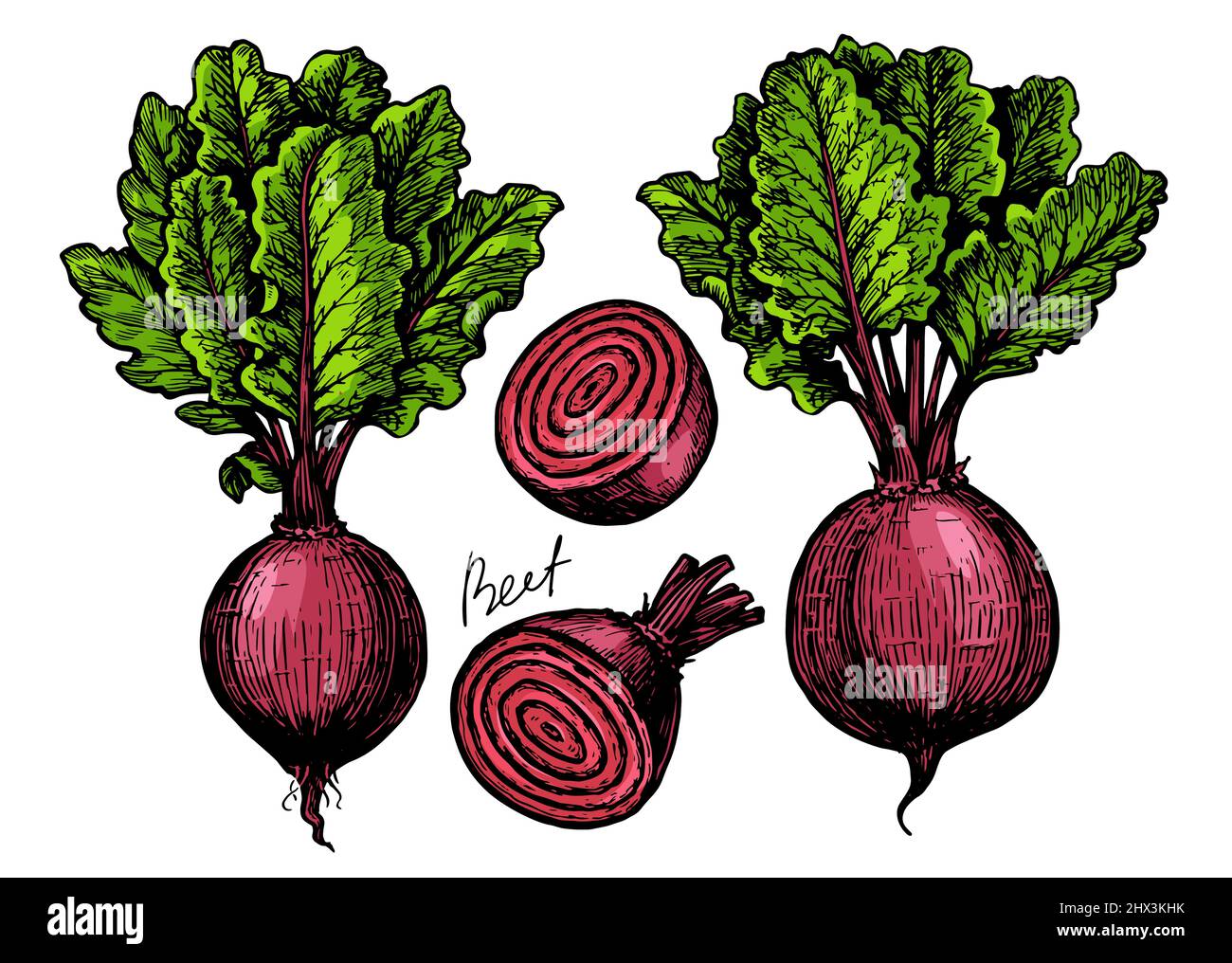 Betteraves avec feuilles. Illustration vectorielle des légumes frais de ferme Illustration de Vecteur