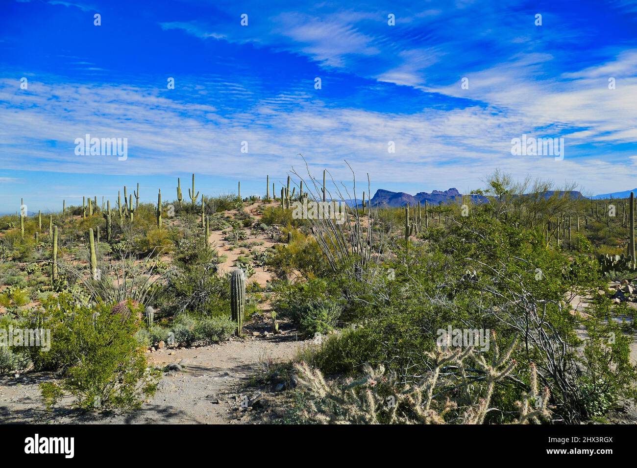 Le désert de Sonoran à signal Hill dans le parc national de Saguaro près de Tucson, Arizona, États-Unis. Saguaros, poires pickly et autres végétation désertique. Banque D'Images