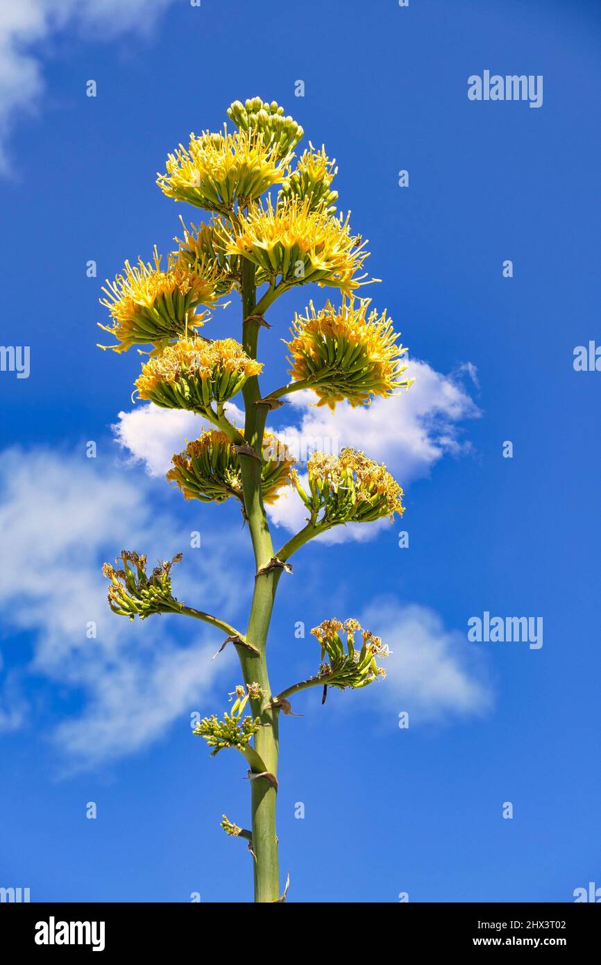 Fleurs jaune vif de l'agave du désert, également appelée plante mescal ou Century (agave deserti), dans le parc du désert d'Anza-Borrego, Californie, États-Unis Banque D'Images