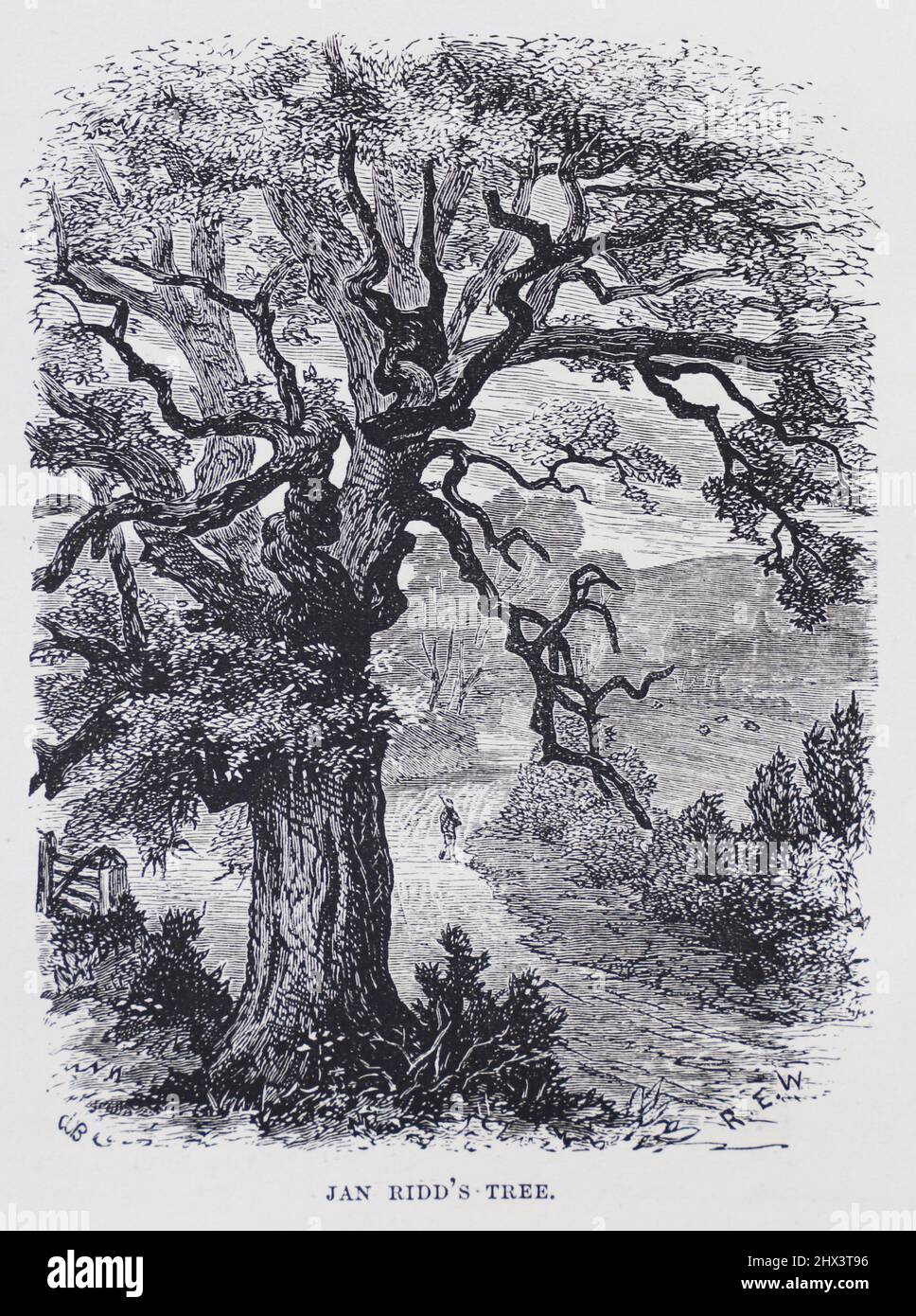 L'arbre de Jan Ridd de Lorna Doone par Richard Doddridge Blackmore; Illustration en noir et blanc; Banque D'Images